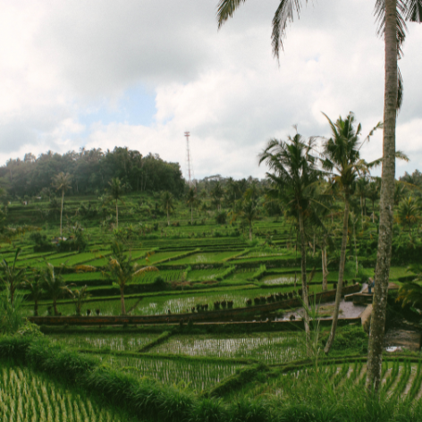 Pourquoi Ubud est un incontournable à Bali ?