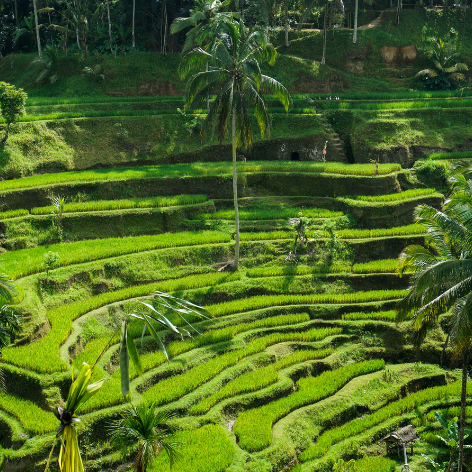 Découvrir les Rizières de Bali : les incontournables