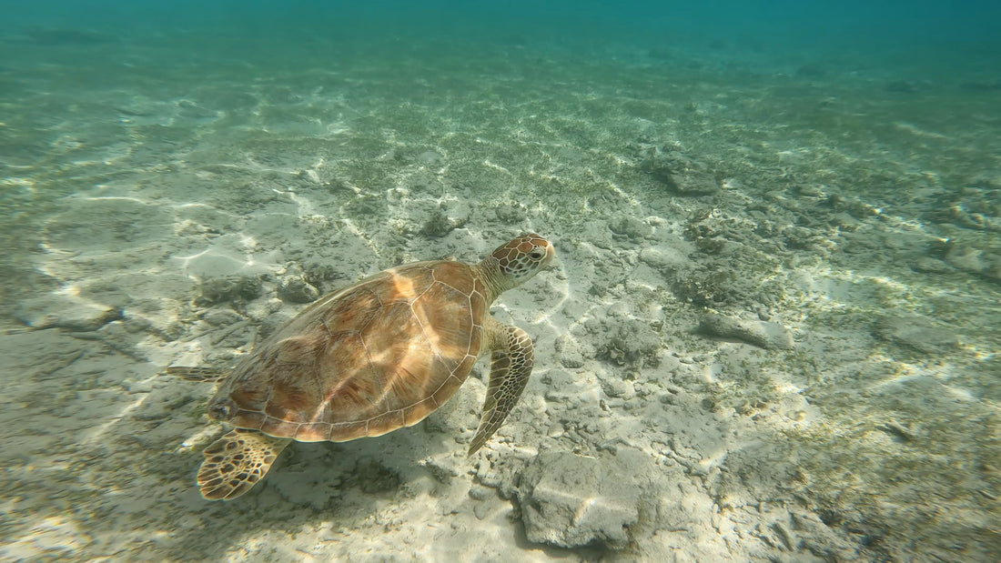 visiter bali séjour à Gili Meno lors de votre itinéraire voyage sur mesure à bali