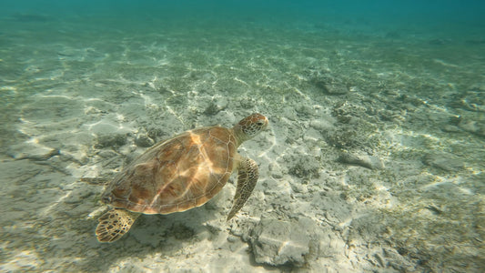visiter bali séjour à Gili Meno lors de votre itinéraire voyage sur mesure à bali