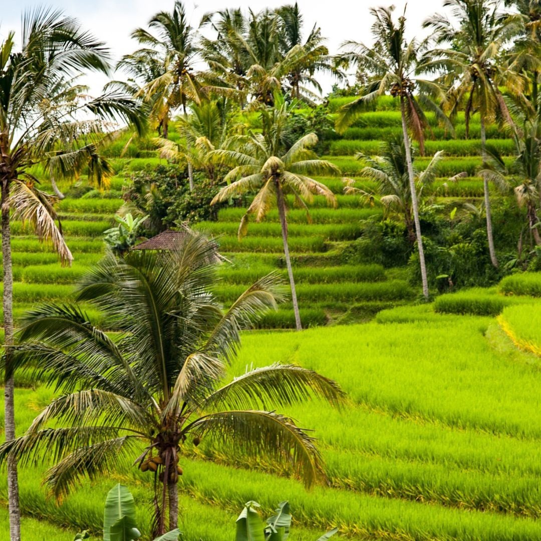 Purification et découverte d'Ubud
