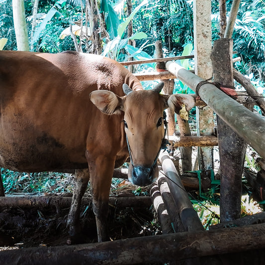 Journée à la découverte de la culture balinaise