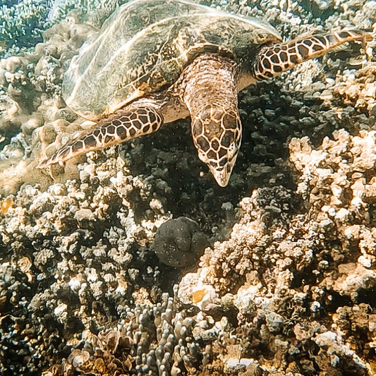 Sortie snorkeling à l’île de Menjangan