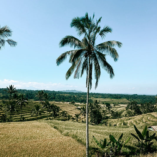 Les rizières de Jatiluwih