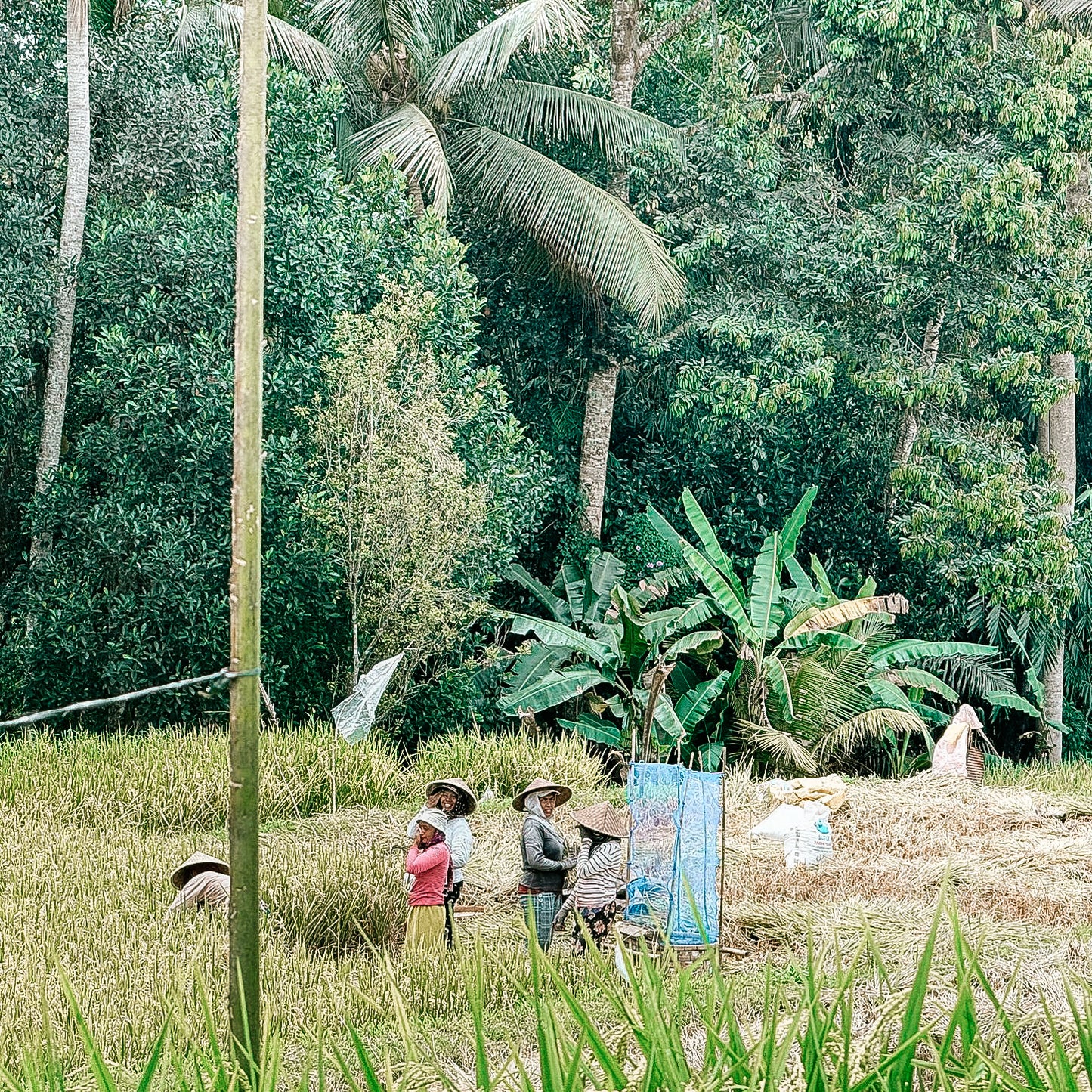 Purification et découverte d'Ubud