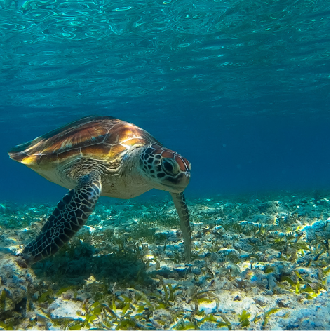 Le Turtle Conservation and Education Center : agir pour sauver les tortues marines à Bali