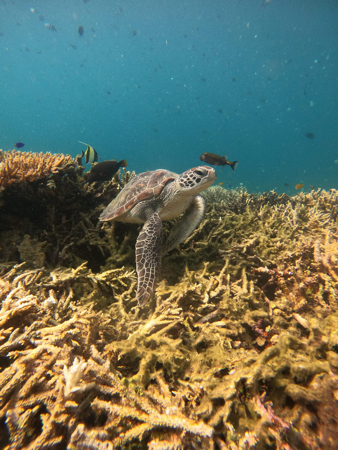 Combien de temps, pour visiter Bali ? 🌼