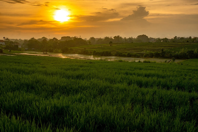 ✈️ Bien préparer son voyage à Bali : nos partenaires éthiques et responsables (avec codes promo)